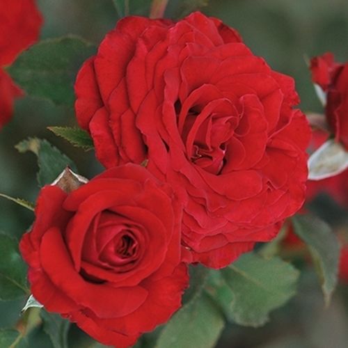 E-commerce, vendita, rose, in, vaso rose ibridi di tea - rosso - Rosa Carmine™ - rosa dal profumo discreto - PhenoGeno Roses - ,-